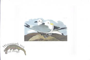 American Oyster-Catcher